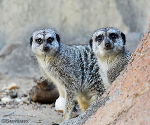 Cameron Park Zoo in Waco