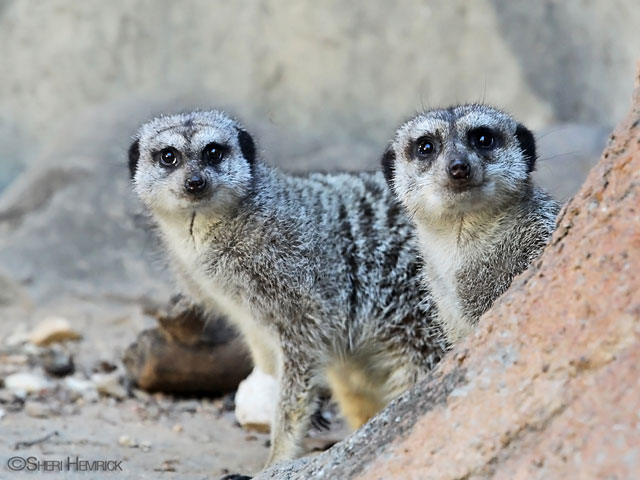 Cameron Park Zoo