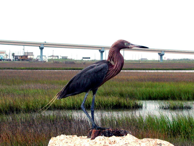 Village of Surfside Beach