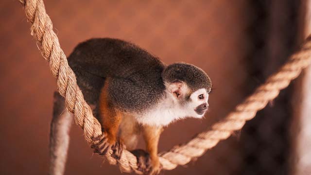 Natural Bridge Wildlife Ranch