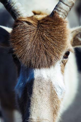 Natural Bridge Wildlife Ranch