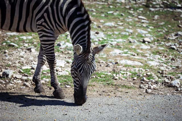 Natural Bridge Wildlife Ranch