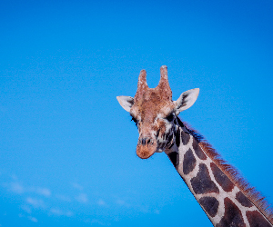 Natural Bridge Wildlife Ranch in San Antonio