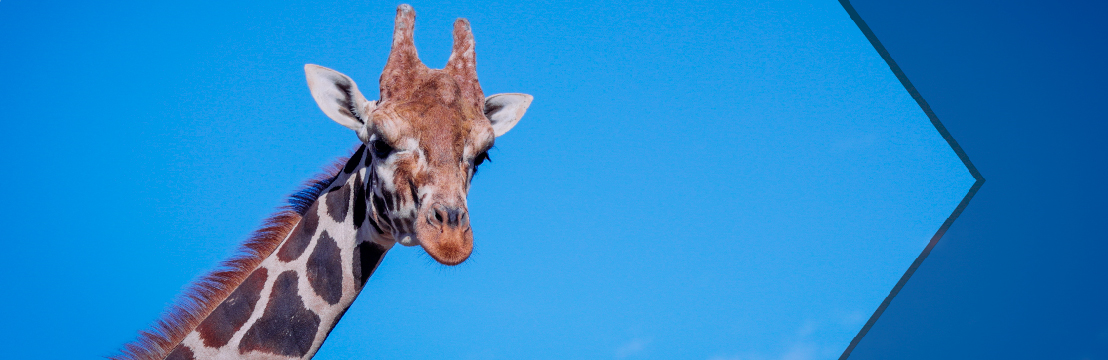 drive through safari texas san antonio