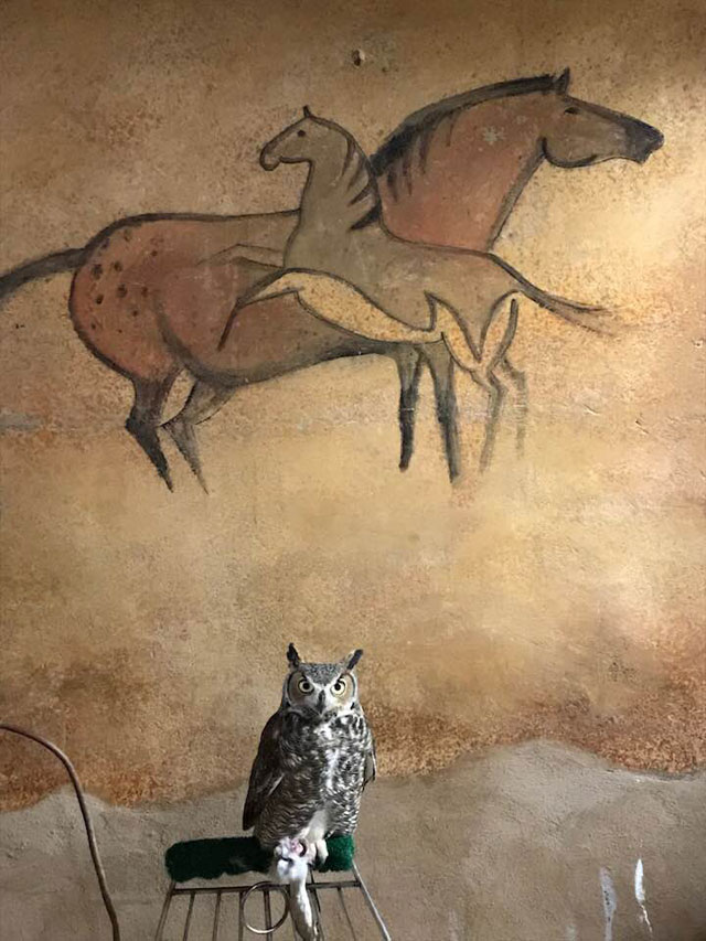 Ghost Horse Gallery