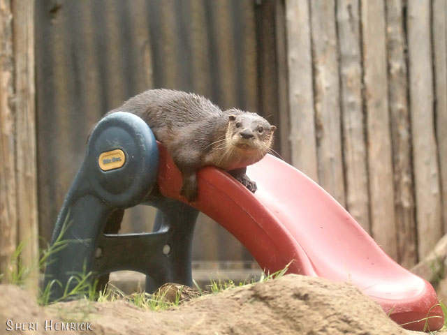 Cameron Park Zoo