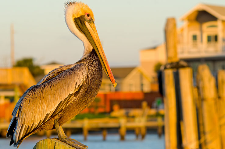 Galveston Island, Texas