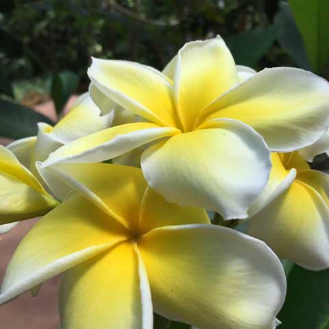 Beaumont Botanical Gardens 