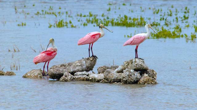 Port Isabel, Texas
