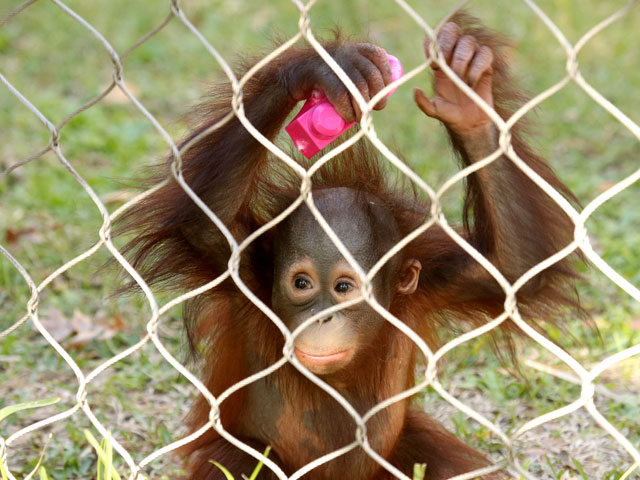 Cameron Park Zoo