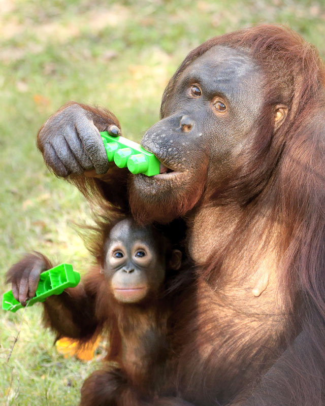 Cameron Park Zoo