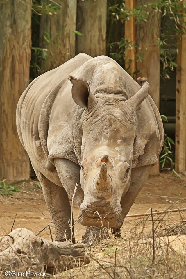 Cameron Park Zoo