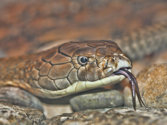 Cameron Park Zoo