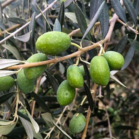 Texas Hill Country Olive Co.