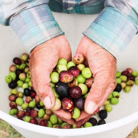 Texas Hill Country Olive Co.