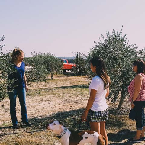 Texas Hill Country Olive Co.