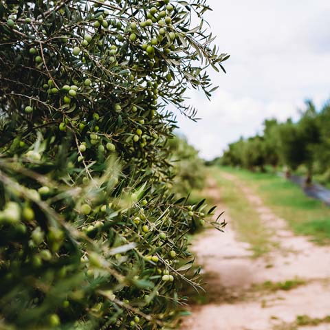 Texas Hill Country Olive Co.