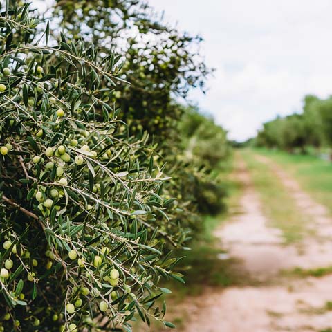 Texas Hill Country Olive Co.