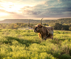 Texas Historical Commission