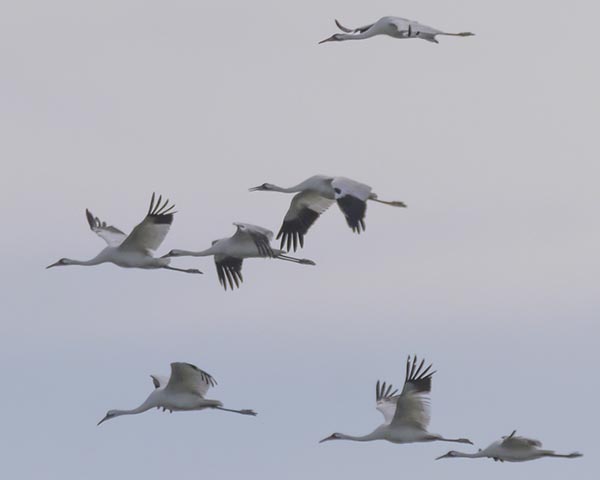 crane