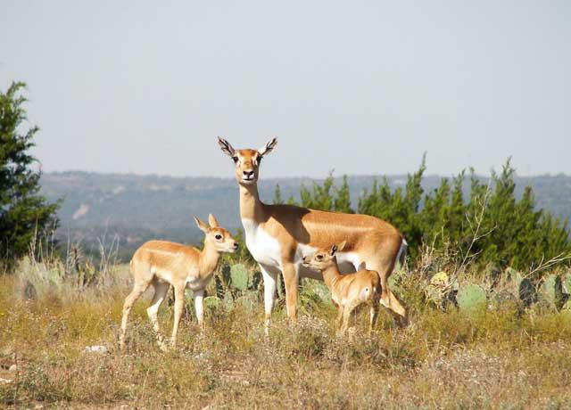 Fossil Rim Wildlife Center