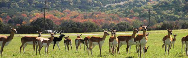 Fossil Rim Wildlife Center
