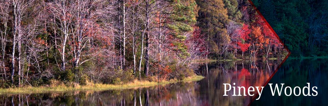 Texas Piney Woods