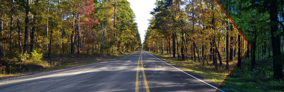 Texas Piney Woods